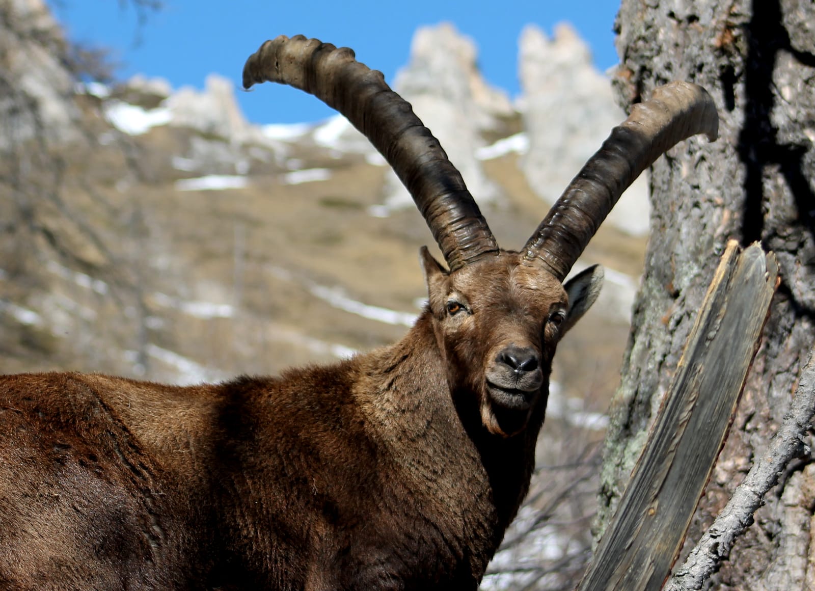 Stambecco (Cima Quattro Denti)