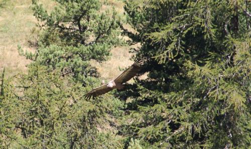 Grifone in volo fra gli alberi