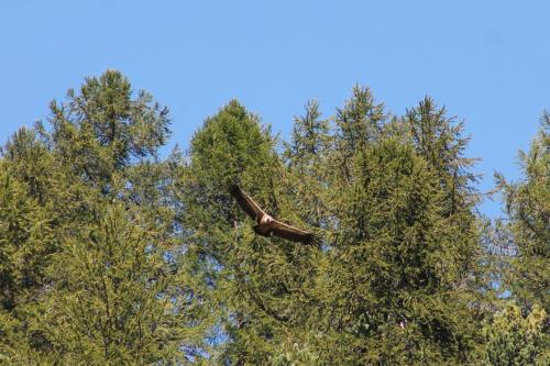 Grifone in volo fra gli alberi (2)