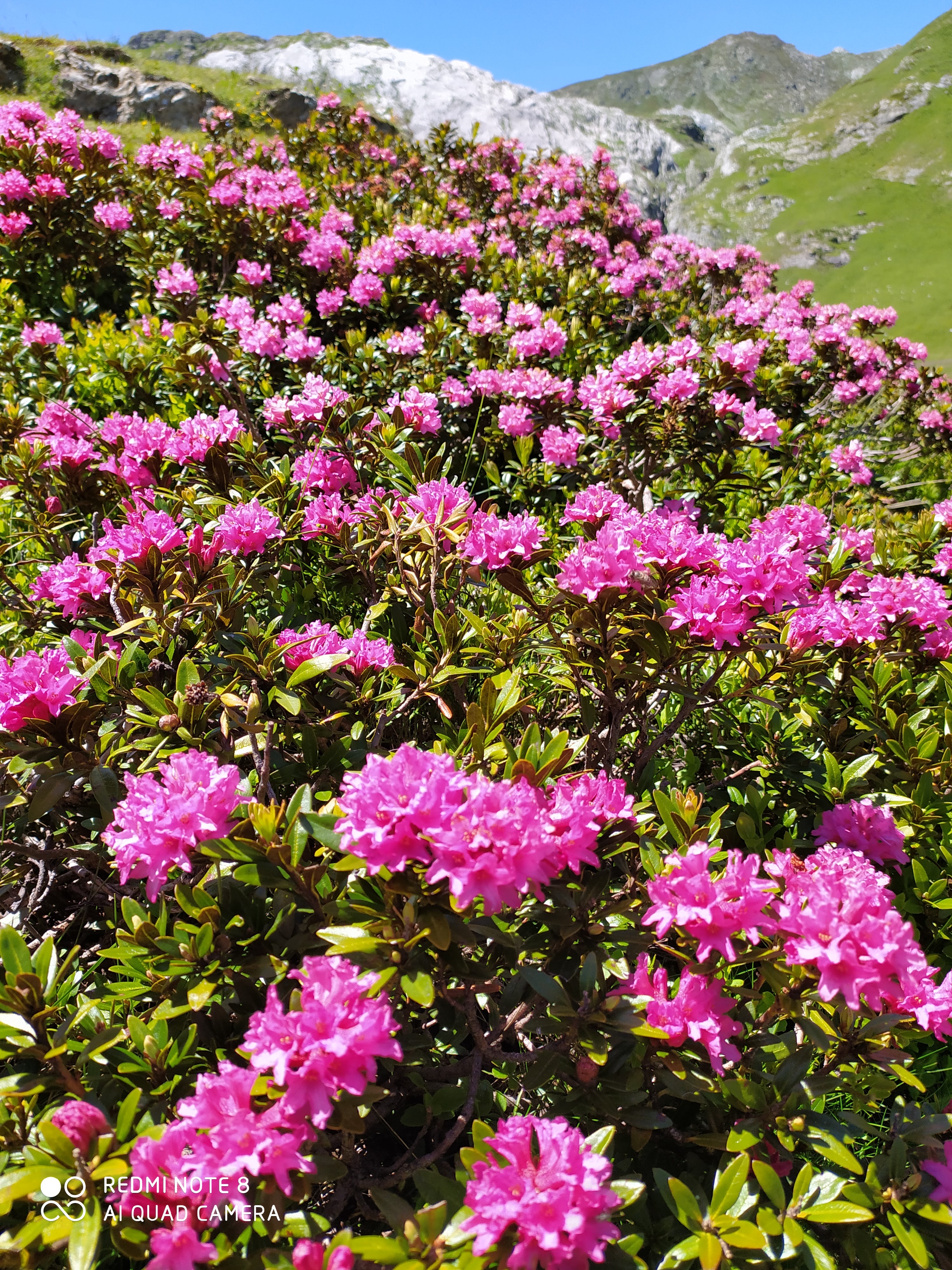 Valle Ellero - Distesa di rododendri