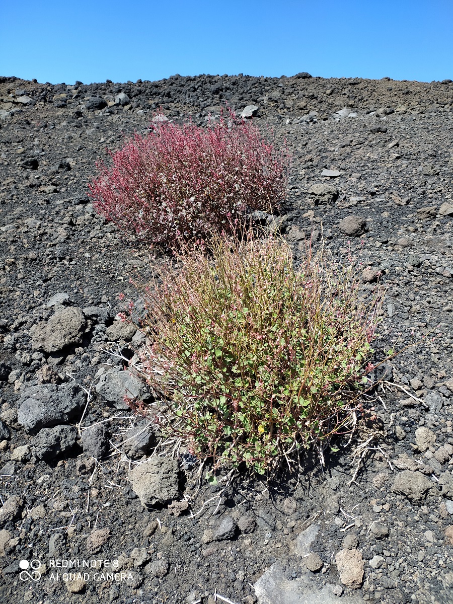 Etna - Piccoli arbusti